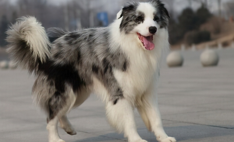 可以分为黑白边牧,棕白边牧,红白边牧,金边牧,蓝黑色陨石边牧,红陨石