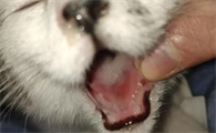 猫咪溃疡为什么反复呢
