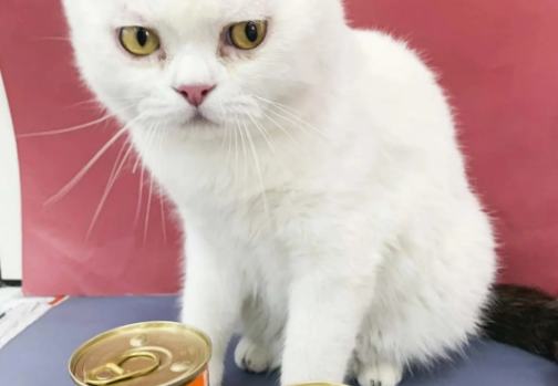 可亚鑫德猫罐头怎么样?来看看吧 可亚鑫德猫罐头怎么样?来看看吧