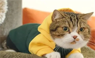 猫咪为什么越长大越怕冷呢