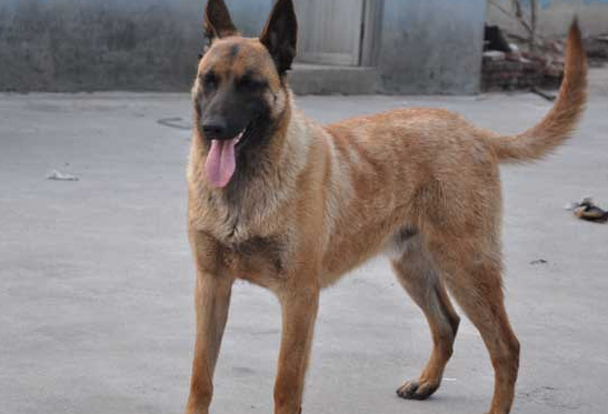 马犬曼菲斯怎么样好养吗