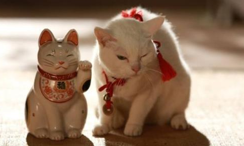 招财猫的原型是什么猫