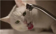 为啥要骗猫咪喝水