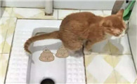 猫为什么要跳厕所拉屎呢