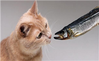 猫咪为什么要喂小鱼干呢