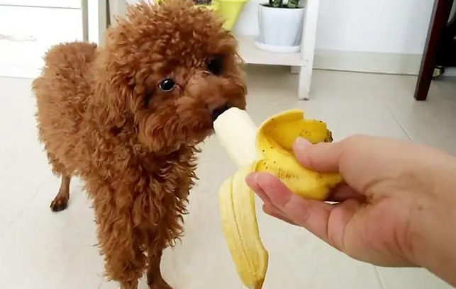 两个月的泰迪狗可以吃香蕉吗