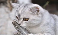 猫咪发烧不吃不渴呕吐怎么回事呀