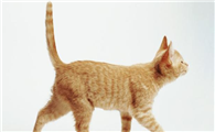 猫咪总晃尾巴为什么呢