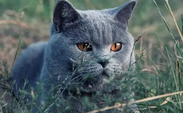 沙特尔猫长什么样图片 沙特尔猫长什么样图片