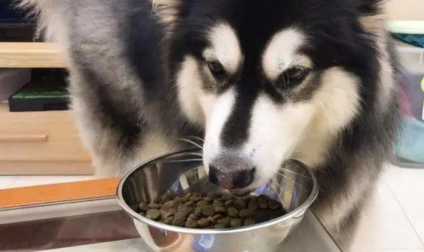 阿拉斯加犬吃什么食物最好