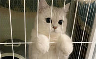 猫咪为什么喜欢笼子里面呢