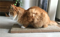 小猫母鸡蹲着睡觉，会不会生病了啊？