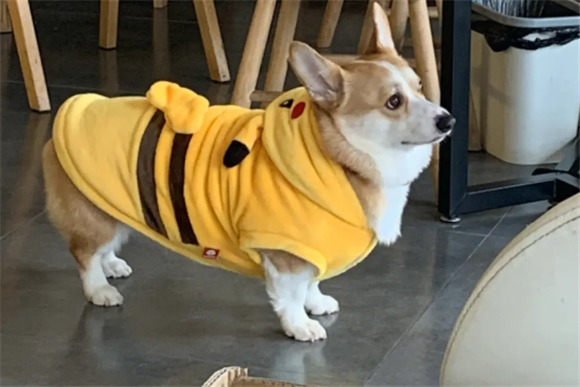 如何给柯基犬配置狗粮好呢