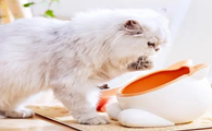 猫咪为什么喜欢动猫碗