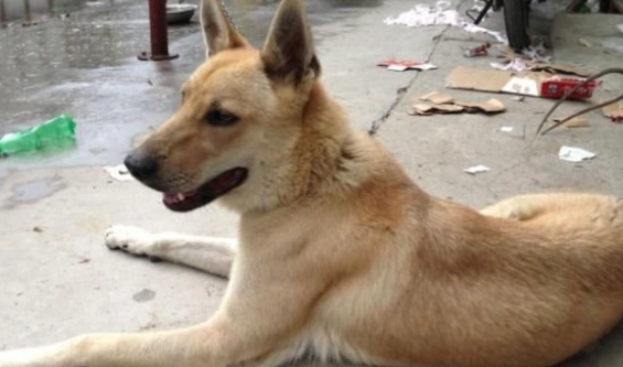 土猎犬和土狗区别?如何挑选土猎犬? 土猎犬和土狗区别?如何挑选土猎犬?