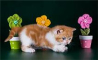为什么说女生会喜欢养猫咪呢