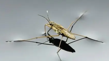 俗称“水坦克”,酷似蜘蛛,却能在水面行走自如,害虫还是益虫? 俗称“水坦克”,酷似蜘蛛,却能在水面行走自如,害虫还是益虫?