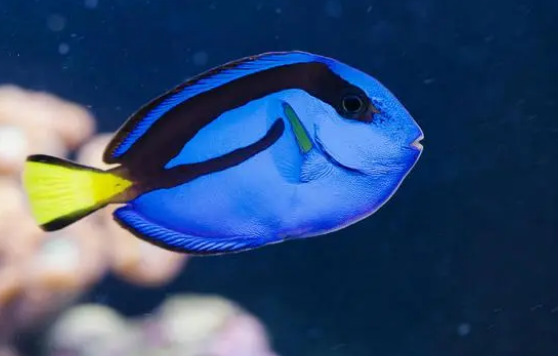 蓝纹吊，水族箱里的标配海水鱼，推荐饲养