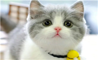 怎么养宠物猫最省钱呢
