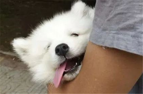 萨摩耶晕车还呕吐怎么解决呢