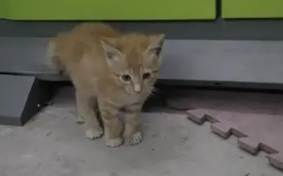 折尾猫是什么品种的猫咪,饲养需要注意什么? 折尾猫是什么品种的猫咪,饲养需要注意什么?