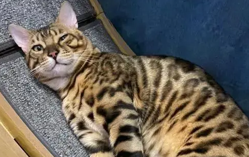 孟加拉豹猫掉毛吗