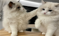 猫咪发情持续多久停止