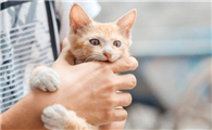 猫咪为什么挠主人眼睛旁边呢