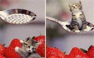 皮堡斯小猫有没有灭绝过