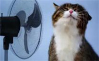 猫咪为什么比人类耐热呢
