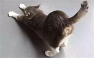 猫咪为什么老撅屁股睡啊
