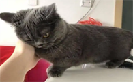 猫咪主动蹭主人是为什么原因