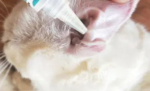 耳泰对宠物的使用方法是什么?一文告诉你 耳泰对宠物的使用方法是什么?一文告诉你