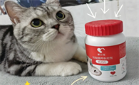 猫咪需要补充钙片吗