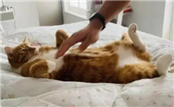 猫为什么老吸自己肚子呢