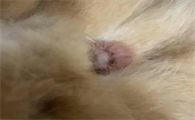 猫的肛门腺一定要挤吗