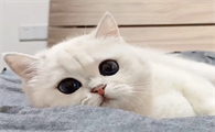 猫咪为什么要挤屁屁呢