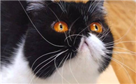 猫为什么会有胡子呢