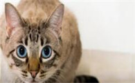 猫咪能喝酸奶吗能喝多少