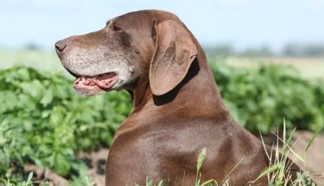 指示犬是什么品种的狗? 指示犬是什么品种的狗?