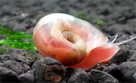 苹果螺吃水草吗