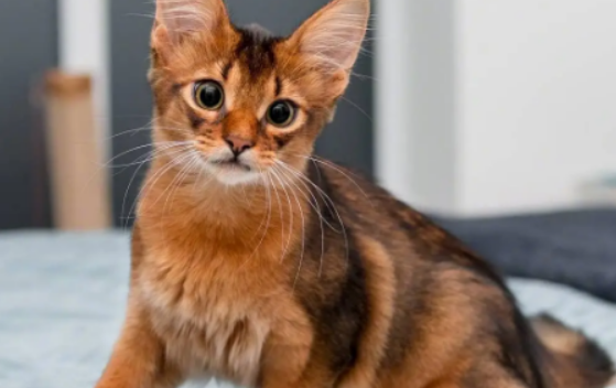 稀有奢华的阿瑟拉猫，是世界上最贵的猫，一只价值60余万元！