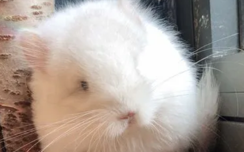 粉白龙猫怎么样? 粉白龙猫怎么样?