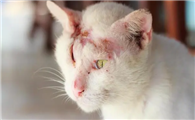 猫耳朵流脓是得了猫瘟吗为什么