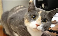 猫为什么要听话