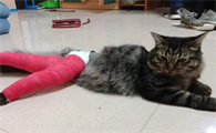 猫咪的后腿受伤了怎么办
