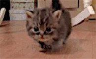 猫咪不见了电梯楼怎么找