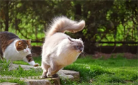 猫咪为什么弹跳能力好的原因