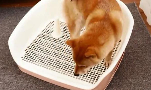 柴犬多久上一次厕所 柴犬多久上一次厕所