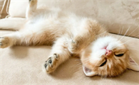 猫咪为什么睡觉时抖动啊